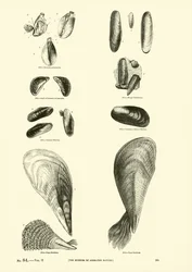 Seite aus dem Bildmuseum der belebten Natur