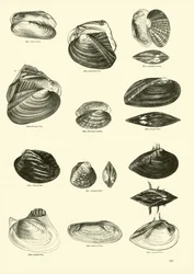 Seite aus dem Bildmuseum der belebten Natur