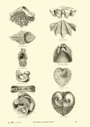 Seite aus dem Bildmuseum der belebten Natur