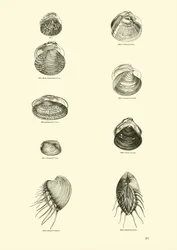Seite aus dem Bildmuseum der belebten Natur