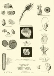 Seite aus dem Bildmuseum der belebten Natur