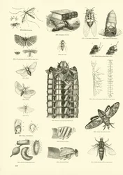 Seite aus dem Bildmuseum der belebten Natur