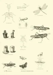 Seite aus dem Bildmuseum der belebten Natur