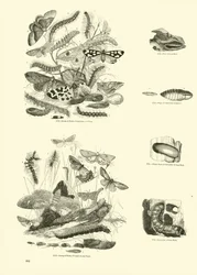 Seite aus dem Bildmuseum der belebten Natur