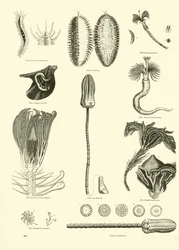 Seite aus dem Bildmuseum der belebten Natur