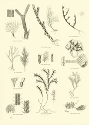 Seite aus dem Bildmuseum der belebten Natur