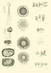 Seite aus dem Bildmuseum der belebten Natur