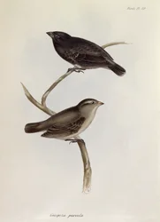 Paar von Geospiza Parvula, Illustration aus Die Zoologie der Reise der H.M.S. Beagle, 1832-36, von Charles Darwin, 1840