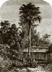 Palme auf Great Andaman