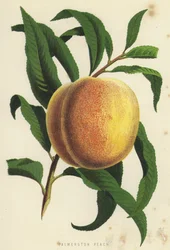 Palmerston-Pfirsich