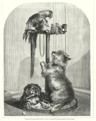 Papagei und Hunde (Gravur)