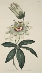Passiflora Coerulea (Blaue Passionsblume), aus The Botanical Magazine oder Flower Garden Displayed, veröffentlicht 1786