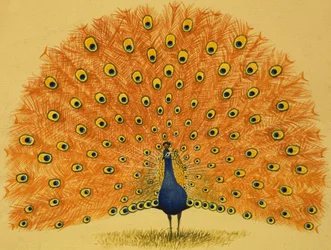Pfau