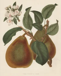 Birne Doyenne du Comice