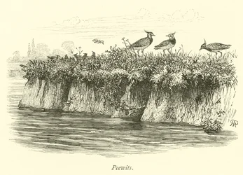 Kiebitze