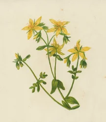 Johanniskraut, Hypericum Perforatum