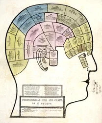 Phrenologischer Kopf und Diagramm, veröffentlicht 1857 (Farblithografie)