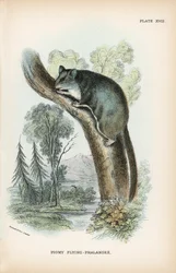 Zwerggleitbeutler