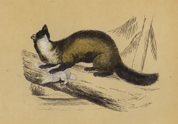 Baummarder