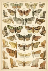 Tafel aus Unserer Länder Schmetterlinge und Motten