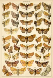 Tafel aus Unserer Länder Schmetterlinge und Motten