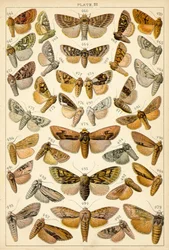 Tafel aus Unseres Landes Schmetterlinge und Motten