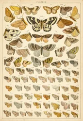 Tafel aus Unseres Landes Schmetterlinge und Motten