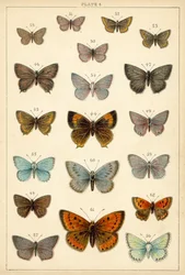 Tafel aus Unseres Landes Schmetterlinge und Motten (Chromolithografie)