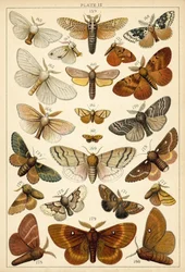 Tafel aus Unseres Landes Schmetterlinge und Motten (Chromolithografie)