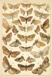 Tafel aus Unseres Landes Schmetterlinge und Motten (Chromolithografie)