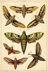 Tafel aus Unserer Länder Schmetterlinge und Motten