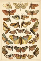 Tafel aus Unserer Länder Schmetterlinge und Motten
