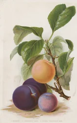 Pflaumen