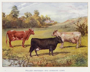 Polled Aberdeen und Ayrshire Kühe