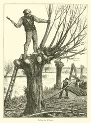 Die Weiden bestäuben