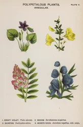 Polypetale Pflanzen, Unregelmäßig
