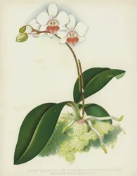 Portes Variante der Mittleren Schmetterlingspflanze, Phalaenopsis Intermedia, var Portei