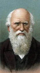 Porträt von Charles Robert Darwin (1809-1882) - Aus der Serie „Leaders of Men“ - Chromolithographie - Englische Schule, 20. Jahrhundert