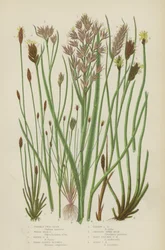 Stachelige Zweigrush, Weiße Schnabelrush, Braune Schnabelrush, Breitblättriger Blysmus, Schmalblättriger Blysmus