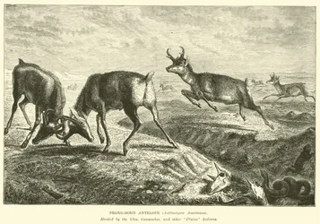 Gabelbock-Antilope, Antilocapra Americana