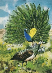 Stolz wie ein Pfau