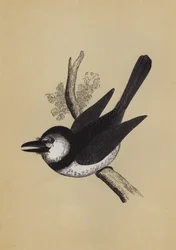 Puffvogel
