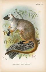 Queensland-Baumkänguru