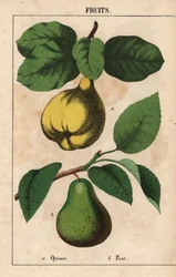 Quitte und Birne, aus 