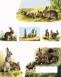 Kaninchen-Montage