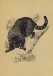 Waschbär