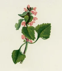 Rote Taubnessel, Lamium Purpureum