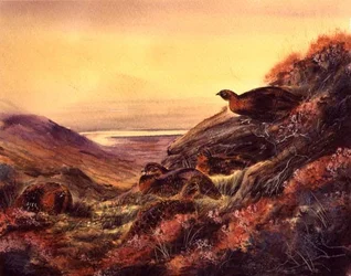 Rothuhn im Moorland, ca. 1890