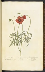 Roter Mohn, Tafel 2 aus 