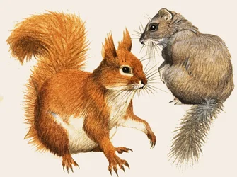 Rotes Eichhörnchen und Schlafmaus